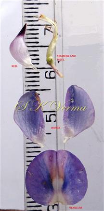   Floral parts